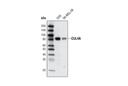 CUL4A Antibody