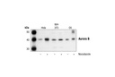Aurora B/AIM1 Antibody