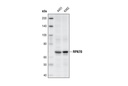RPA70/RPA1 Antibody