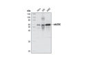 cdc25C Antibody Sampler Kit