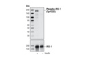 Phospho-IRS-1 (Tyr1222) Antibody