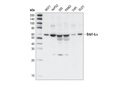 Ero1-Lα Antibody