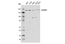 CLASP2 (D5K3E) Rabbit mAb