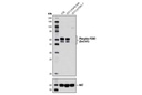 PTEN and PDK1 Antibody Sampler Kit II