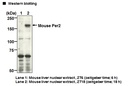 Anti-Per2 (Mouse) pAb
