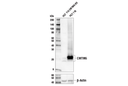 CMTM6 (E5B1F) Rabbit Monoclonal Antibody